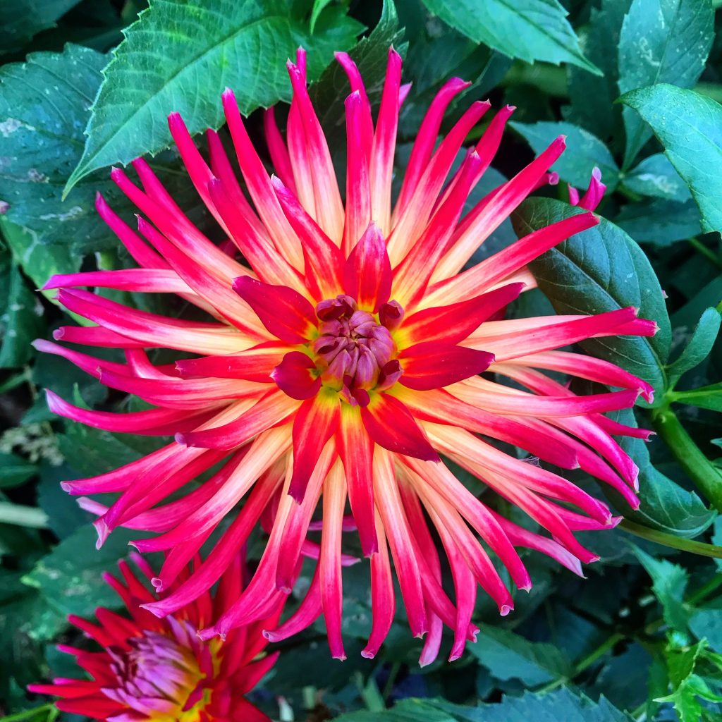 Portland Dahlia Michael Muro